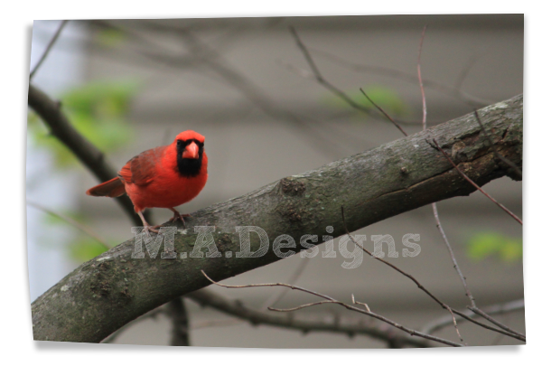cardinal picture
